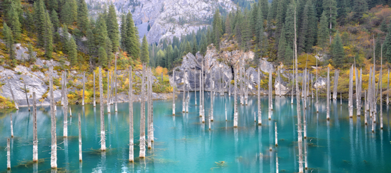 You have never seen such a lake ... The whole forest of uprooted trees has come inside the lake