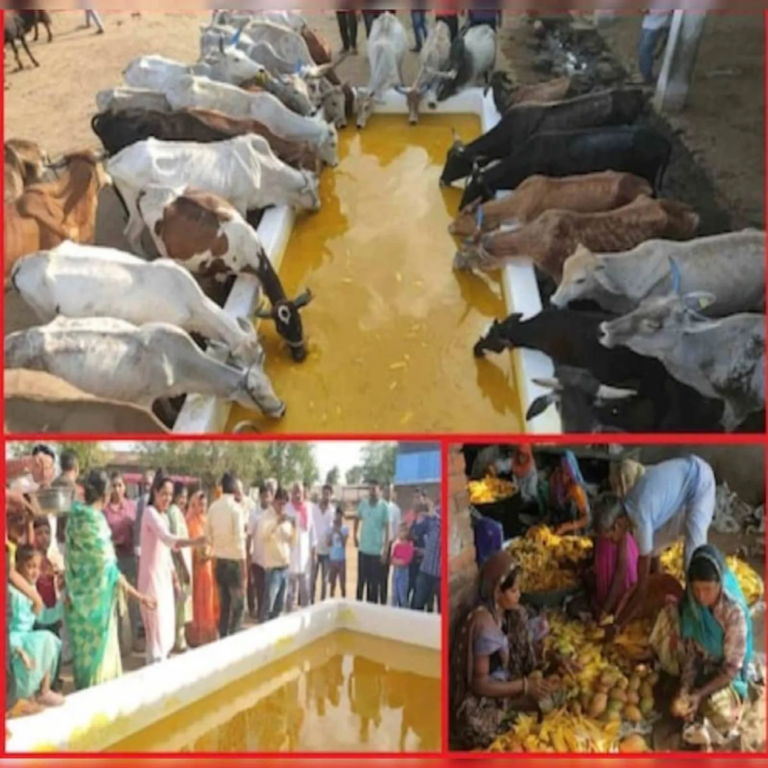 dry-fruits-mango-juice-1100kg-for-cow