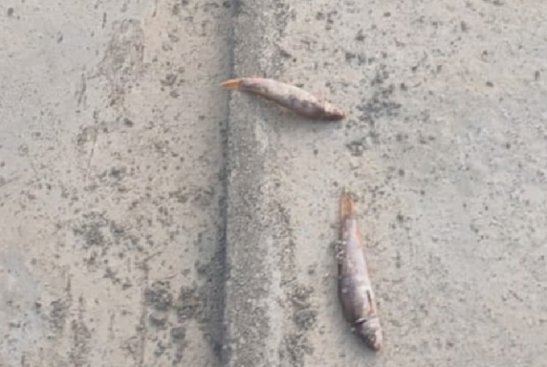 fish-falling-with-rain-at-night-in-gujarat-khentwa-village