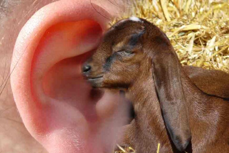 Another breakthrough in the medical field: Patients' physical deformities were removed with the help of goat's ear cartilage