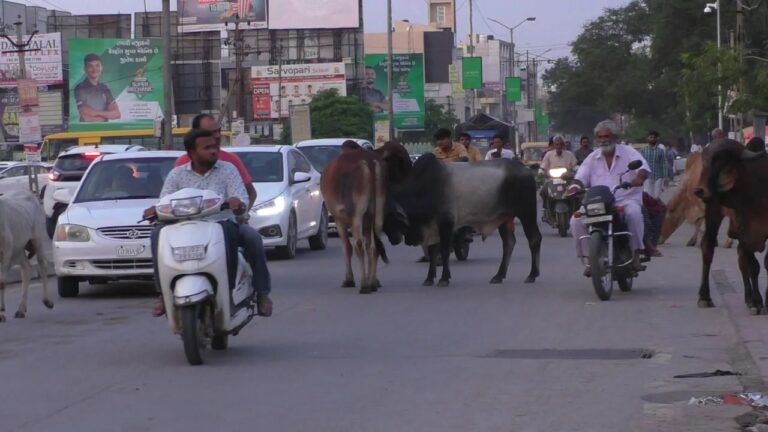 A middle-aged man who was going to the shop in Bhavnagar was attacked by cattle! A lot of anger among the local people who died