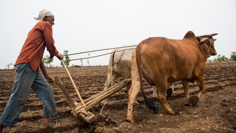 Another good news for farmers! The state government has announced a support package of Rs 630 crore for farmers