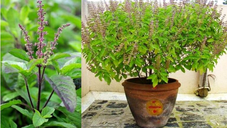 kuberas-treasury-will-be-opened-money-will-rain-mother-lakshmi-will-be-happy-with-these-remedies-of-tulsi-manjari