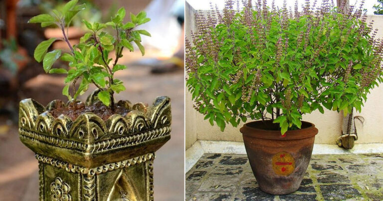 do-not-ignore-these-signs-of-the-basil-plant-unpleasant-things-can-happen