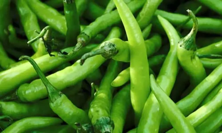 Green Chilli Health Benefits or Harms: Know the reason behind it