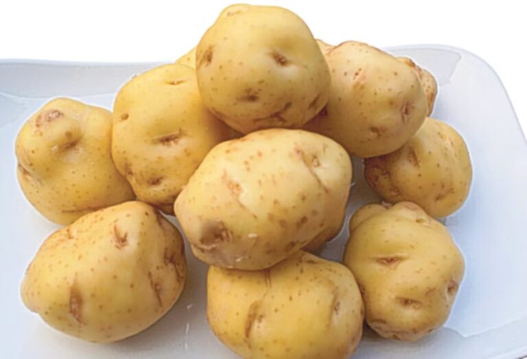 The world's most expensive potato, sold only 10 days a year, can be bought for gold for a kilo