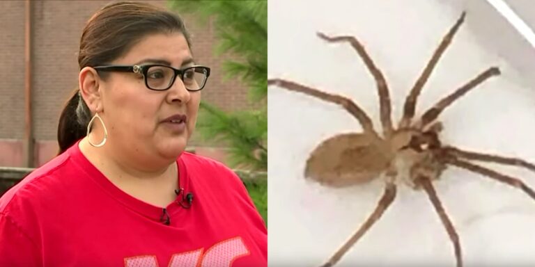 A living spider was making a home in her ear, hearing a strange sound, the woman went to the doctor