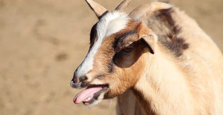 OMG! The goat cried and called the police, the owner was also shocked to see the officers