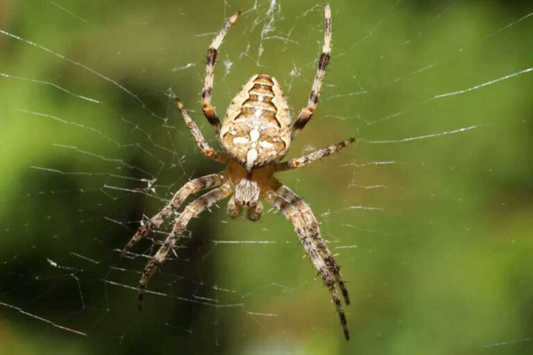 Woman disabled due to spider, mistaken for normal.