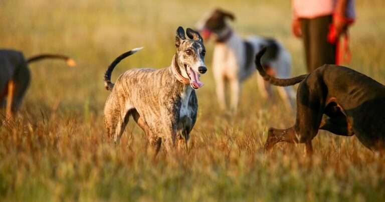 Indian dog breeds will soon be deployed in police duty, Home Ministry orders