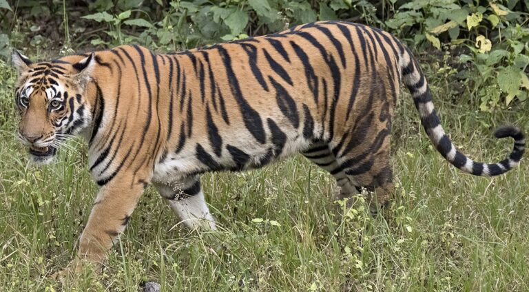 A tiger attacked a woman who went to graze cattle, the woman died on the spot